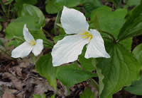 Trillium